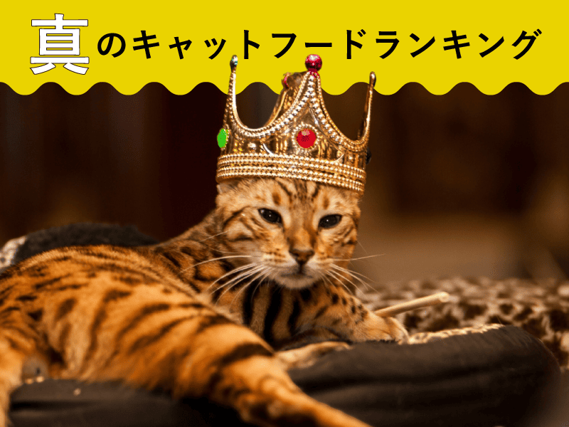 徹底比較！真のキャットフードランキング