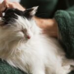 【高齢猫の食事管理】摂取カロリーと給与量を計算式でわかりやすく解説！