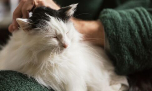 【高齢猫の食事管理】摂取カロリーと給与量を計算式でわかりやすく解説！
