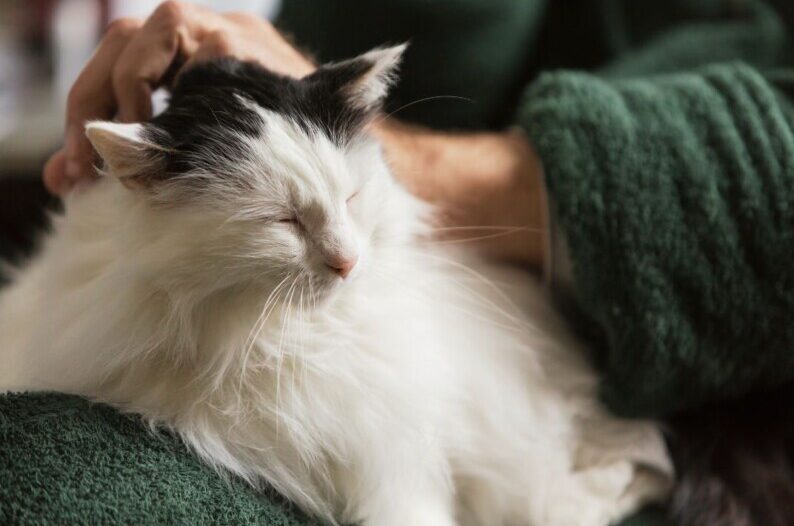 【高齢猫の食事管理】摂取カロリーと給与量を計算式でわかりやすく解説！