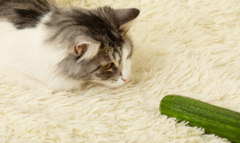 きゅうりは天敵？猫がきゅうりに驚く理由と飼い主がやってはいけないこと