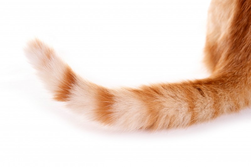猫のしっぽの構造と動き パタパタ 叩く 巻き付ける が表していること キャットフード勉強会