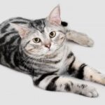 【アメリカンショートヘア】性格・飼い方・かかりやすい病気まで完全解説｜相性診断つき