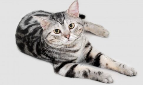 【アメリカンショートヘア】性格・飼い方・かかりやすい病気まで完全解説｜相性診断つき