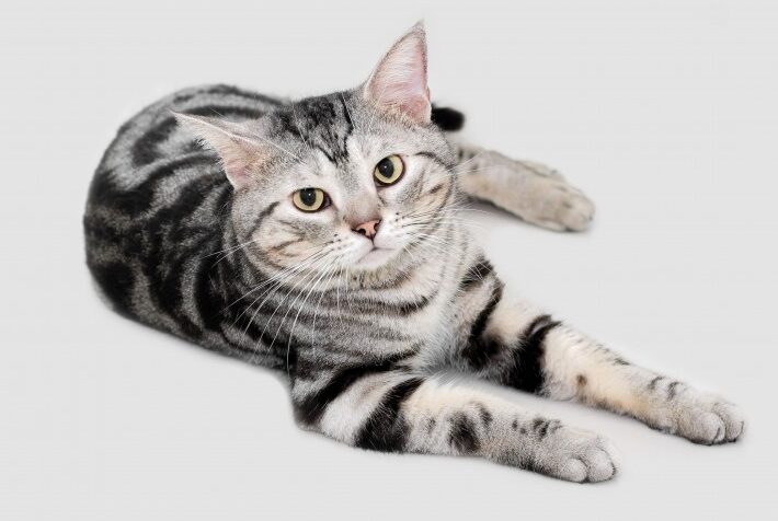 【アメリカンショートヘア】性格・飼い方・かかりやすい病気まで完全解説｜相性診断つき