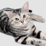 【アメリカンショートヘア】性格・飼い方・かかりやすい病気まで完全解説｜相性診断つき