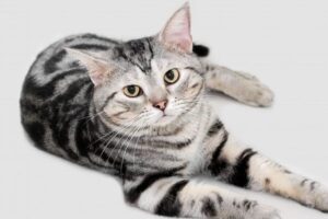 【アメリカンショートヘア】性格・飼い方・かかりやすい病気まで完全解説｜相性診断つき