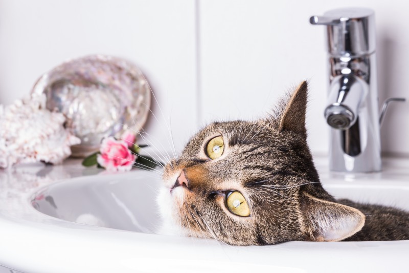 猫にお風呂は必要 適切な頻度とシャンプーの方法手順 シャワーの温度や水圧 注意点を解説 キャットフード勉強会
