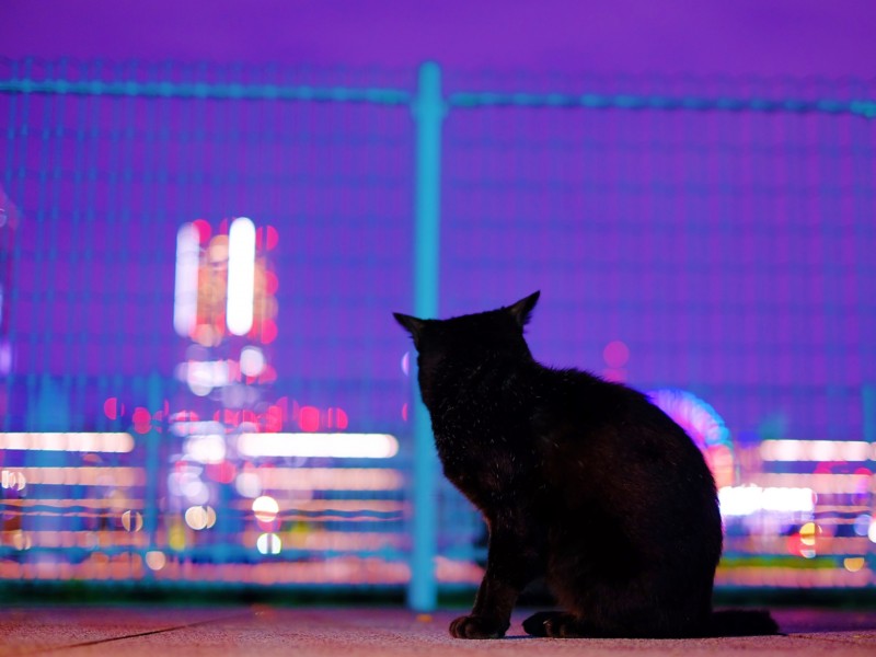 黒猫 縁起 不吉 幸運