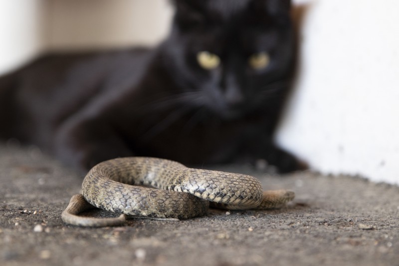 天敵のヘビやカラス Vs 猫はどっちが強い 最近の猫はヘビやキュウリに驚かない キャットフード勉強会