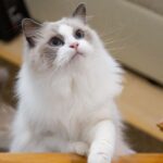 【ラグドール】性格・飼い方・かかりやすい病気まで完全解説｜相性診断つき