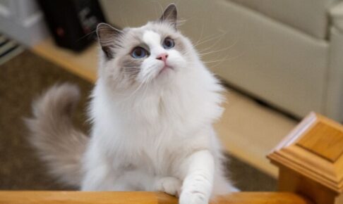 【ラグドール】性格・飼い方・かかりやすい病気まで完全解説｜相性診断つき