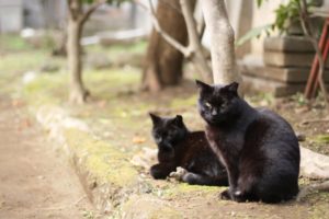 黒猫 横切られる 縁起 幸運 不吉