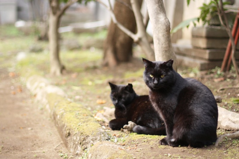 黒猫 横切られる 縁起 幸運 不吉