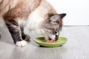 ぬるま湯で10分！キャットフードのふやかし方完全ガイド｜いつ・どうやって・なぜ必要？