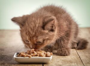 ぬるま湯で10分！キャットフードのふやかし方完全ガイド｜いつ・どうやって・なぜ必要？
