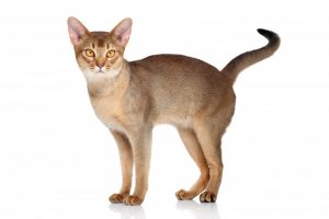 【アビシニアン】性格・飼い方・かかりやすい病気まで完全解説｜相性診断つき