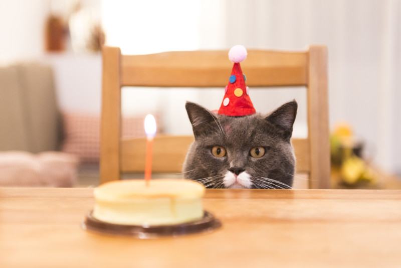 市販の猫用ケーキは安全とは限らない 価格や購入場所 注意点 自宅で簡単猫ケーキレシピを紹介 キャットフード勉強会