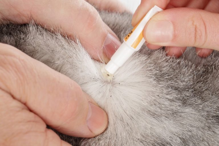 猫に寄生するノミやダニの駆除方法！人への影響は？種類や症状も解説 | キャットフード勉強会