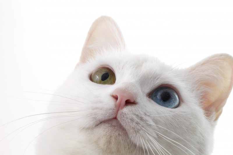 オッドアイ猫の瞳の色は遺伝子が関係 不思議な力を持つ神の使いという