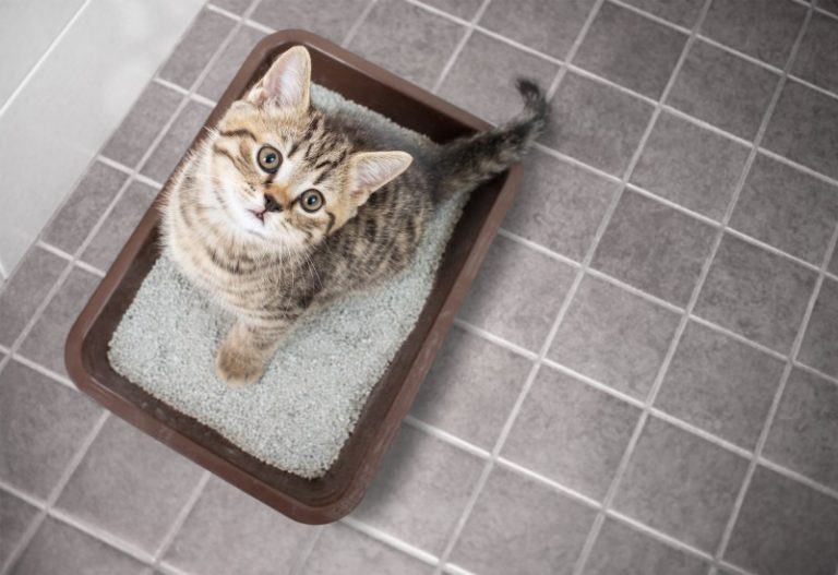 猫のトイレをしつける簡単な方法！違う場所に粗相する原因は？ キャットフード勉強会