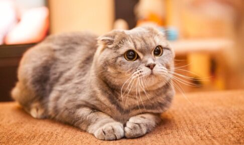 猫の外耳炎について。とくにスコティッシュフォールドは要注意！治療や予防を解説