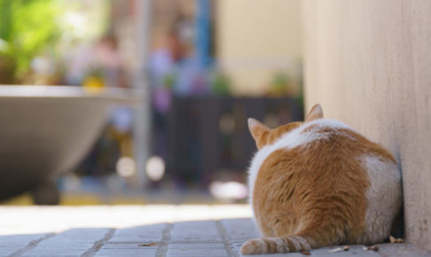 マイクロチップが義務化 すでに飼っている犬猫は義務の対象 副作用や痛み 装着方法を解説 キャットフード勉強会