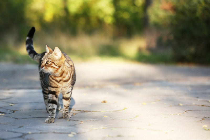 猫に帰巣本能はあるのか 帰ってきやすい猫の特徴 キャットフード勉強会