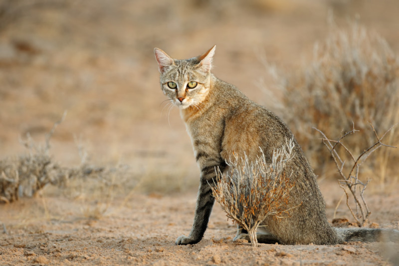 飼い猫の先祖リビアヤマネコの歴史 イエネコとの違いは 山猫のペット飼育も可能 キャットフード勉強会