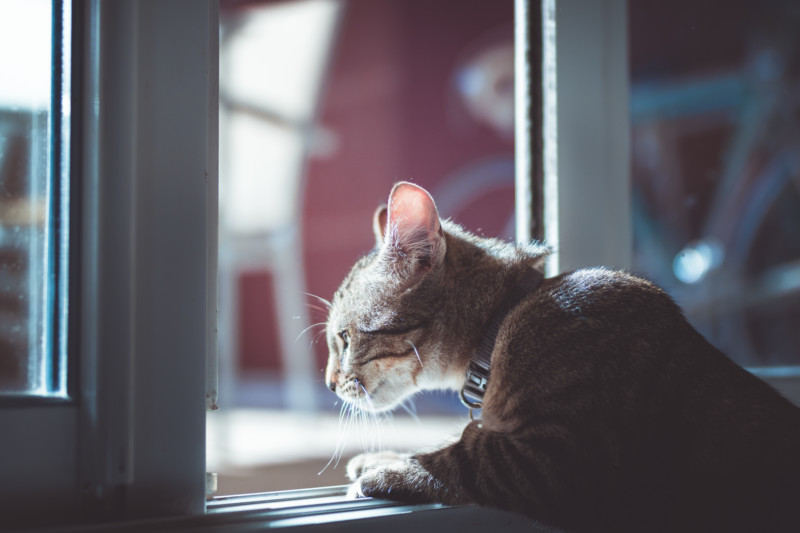 猫が脱走する理由と心理 玄関 ベランダ 窓それぞれの脱走防止対策方法を紹介 キャットフード勉強会