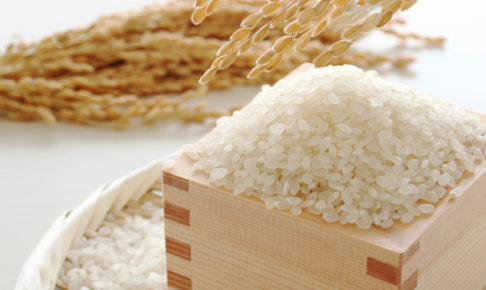 米　キャットフード　穀物