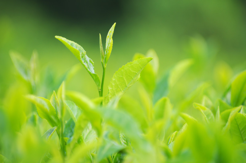 緑茶抽出物の記事画像