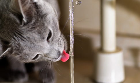 猫　水道水