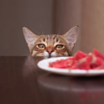 猫　好きな食べ物　嫌いな食べ物