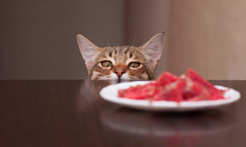 猫　好きな食べ物　嫌いな食べ物