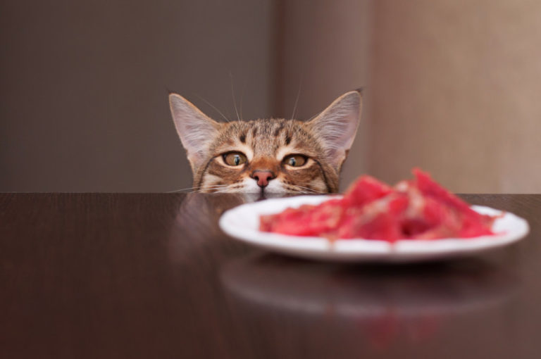 猫の好きな食べ物と苦手な食べ物!アミノ酸が多い食べ物が好きで刺激が強い食べ物が苦手 キャットフード勉強会 猫の好きな食べ物と苦手な食べ物!アミノ酸が多い食べ物が好きで刺激が強い食べ物が苦手 キャットフード勉強会