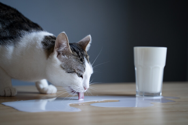 猫　食物不耐症