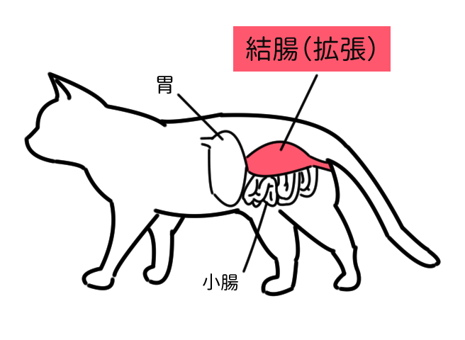 猫　結腸　巨大結腸症　メガコロン