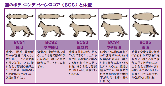 猫　BCS