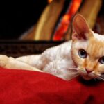 デボンレックスの性格・飼い方・かかりやすい病気まで完全解説!