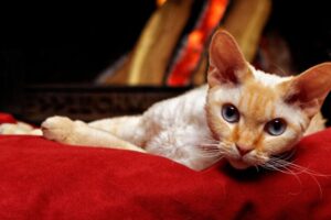 デボンレックスの性格・飼い方・かかりやすい病気まで完全解説!