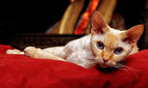 デボンレックスの性格・飼い方・かかりやすい病気まで完全解説!