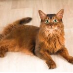 ソマリの性格・飼い方・かかりやすい病気まで完全解説！