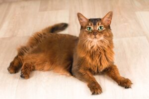 ソマリの性格・飼い方・かかりやすい病気まで完全解説！