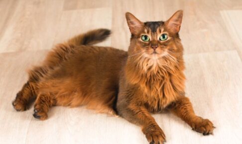 ソマリの性格・飼い方・かかりやすい病気まで完全解説!