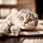 スコティッシュフォールド（scottish fold）特徴、性格、飼い方、かかりやすい病気について