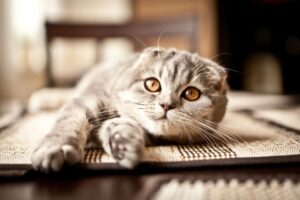 【スコティッシュフォールド】性格・飼い方・かかりやすい病気まで完全解説｜相性診断つき