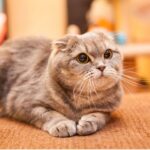 スコティッシュフォールド（scottish fold）特徴、性格、飼い方、かかりやすい病気について