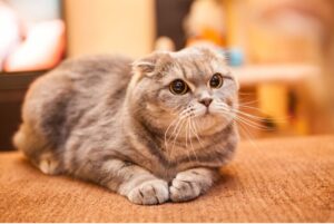 スコティッシュフォールド(scottish fold)特徴、性格、飼い方、かかりやすい病気について