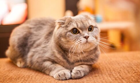 スコティッシュフォールド（scottish fold）特徴、性格、飼い方、かかりやすい病気について